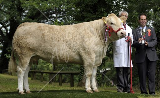 British Blonde Champion, Ivaniskey Bubbles exhibited By Kenny Archer British Blonde Champion, Ivaniskey Bubbles exhibited By Kenny Archer